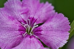 神の花　ダイアンサス