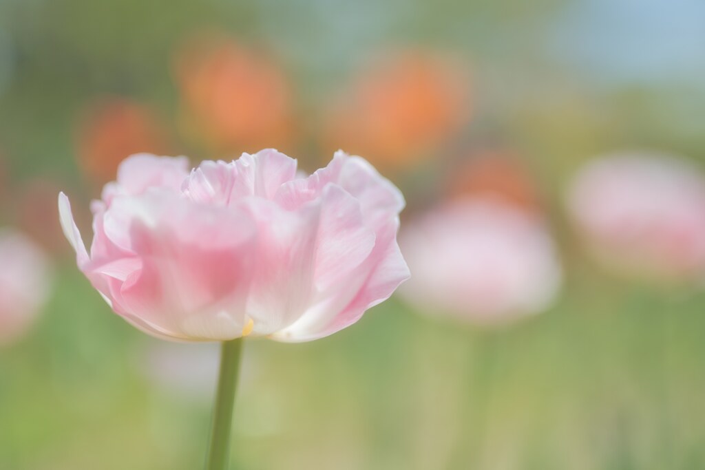 華やぐ
