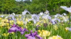 見頃　菖蒲園