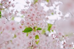 『夢見草』