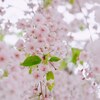 『夢見草』