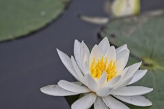 Water lilly