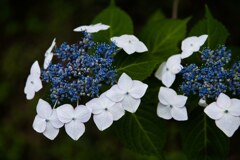 紫陽花　夏の季語