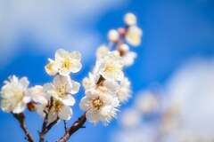 頼朝桜