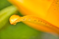 雨上がり