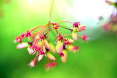 モミジ（祖父母の庭01）