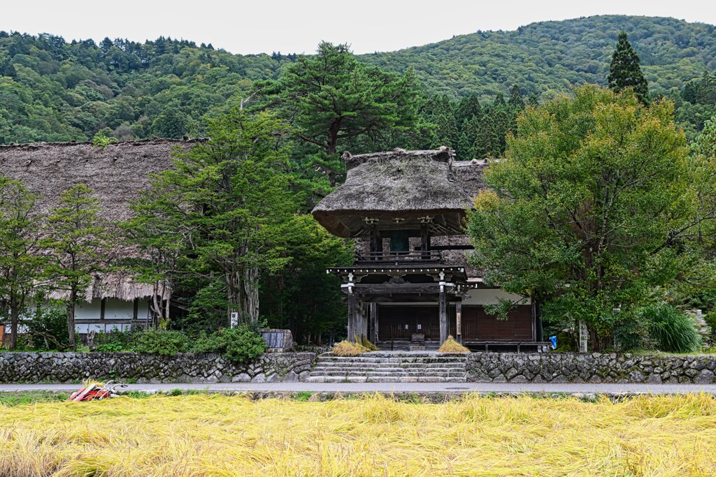 稲刈　白川郷