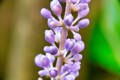 お花？