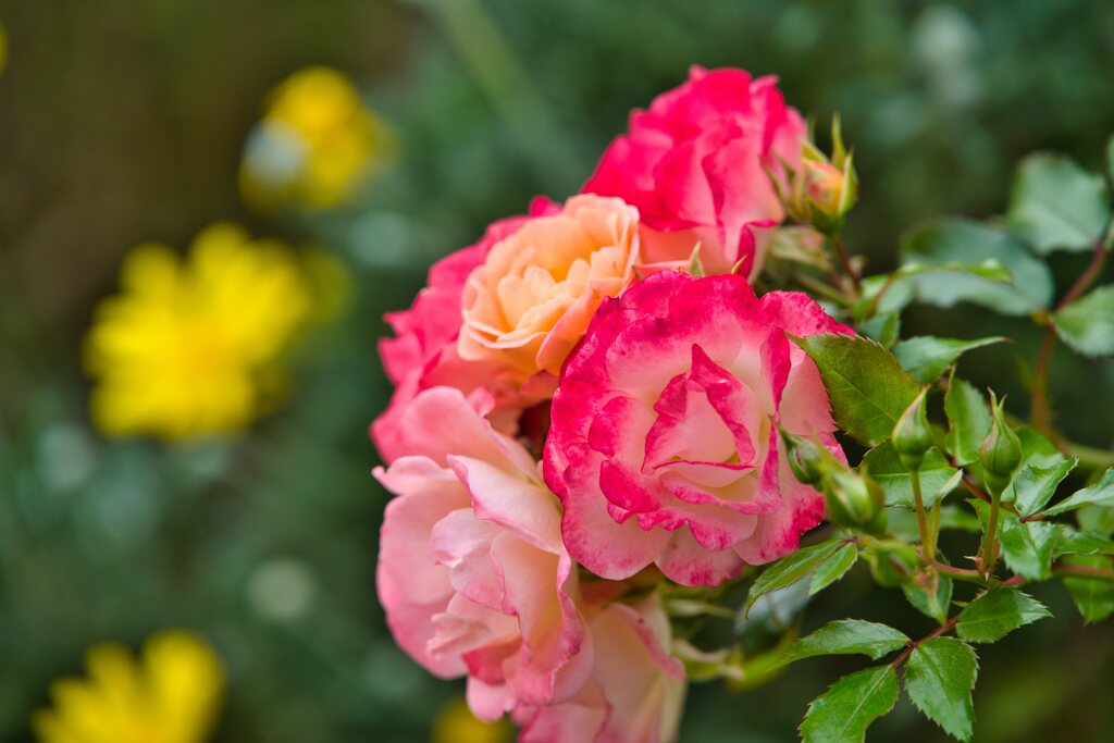 ピニャータ？　薔薇の名前は難しい