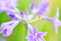 紫の花
