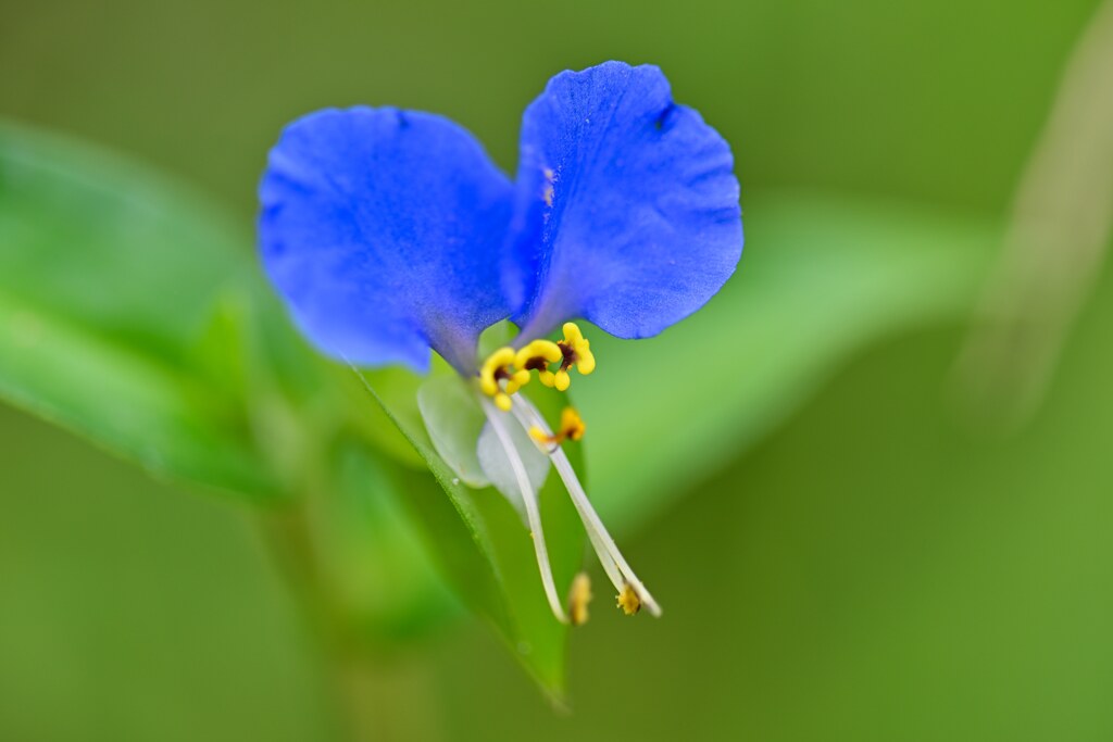 蛍草
