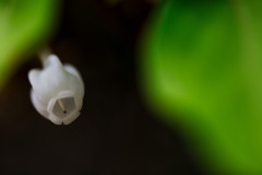 Lily of the valley