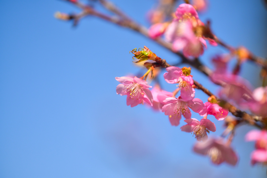 徒桜 