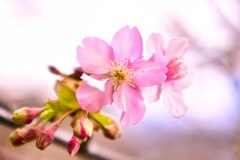 桜は2分咲き