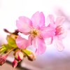 桜は2分咲き