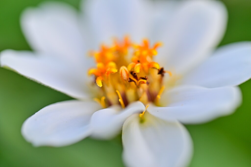 蕊