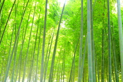 穏やかな思い