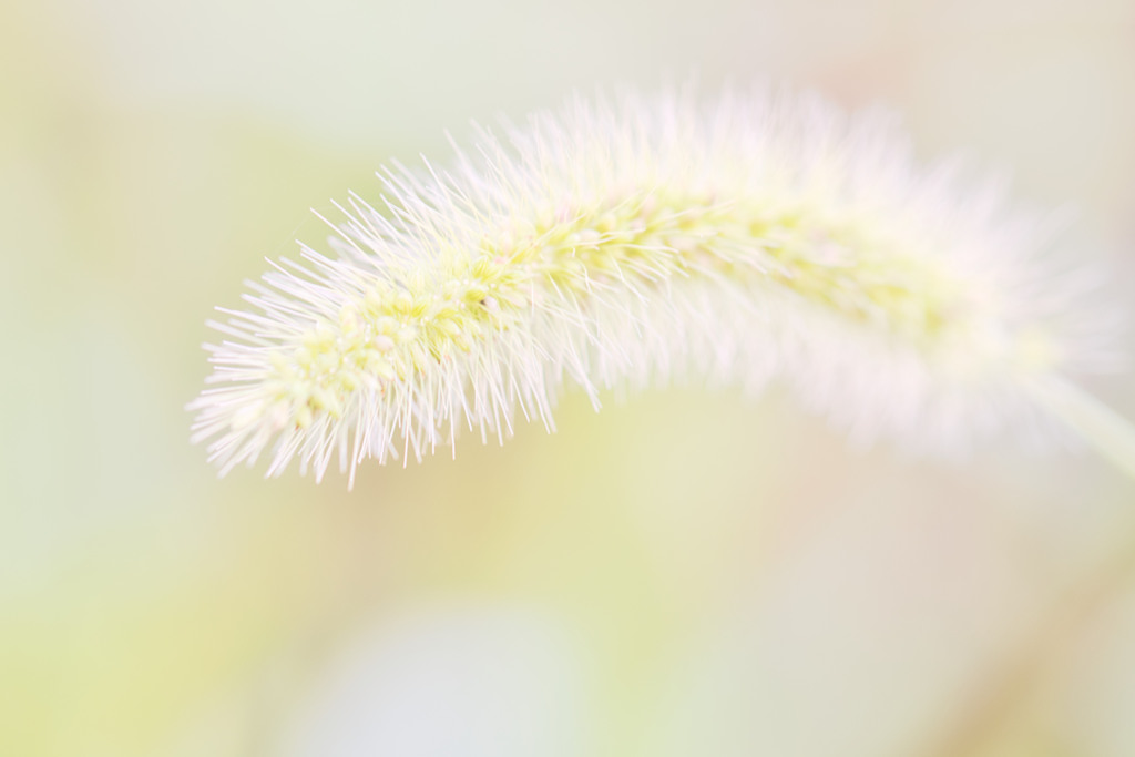 雑草という名の植物はない☆