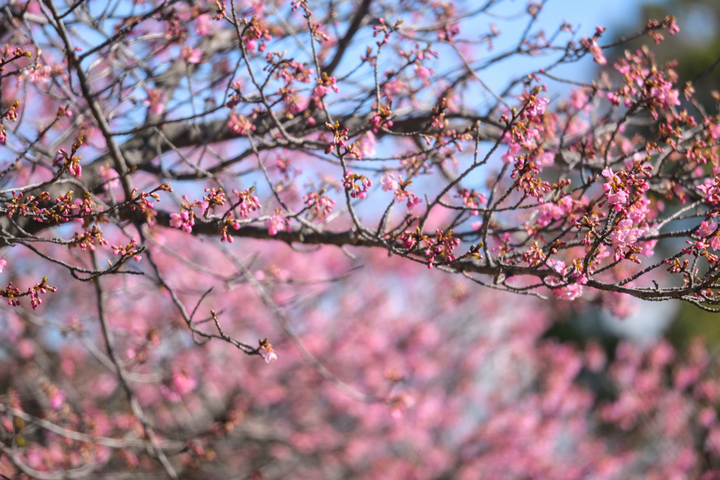河津桜 