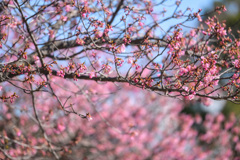 河津桜 