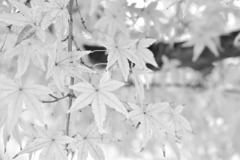 モノトーンの紅葉