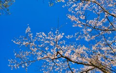 夢見草