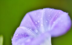 morning glory