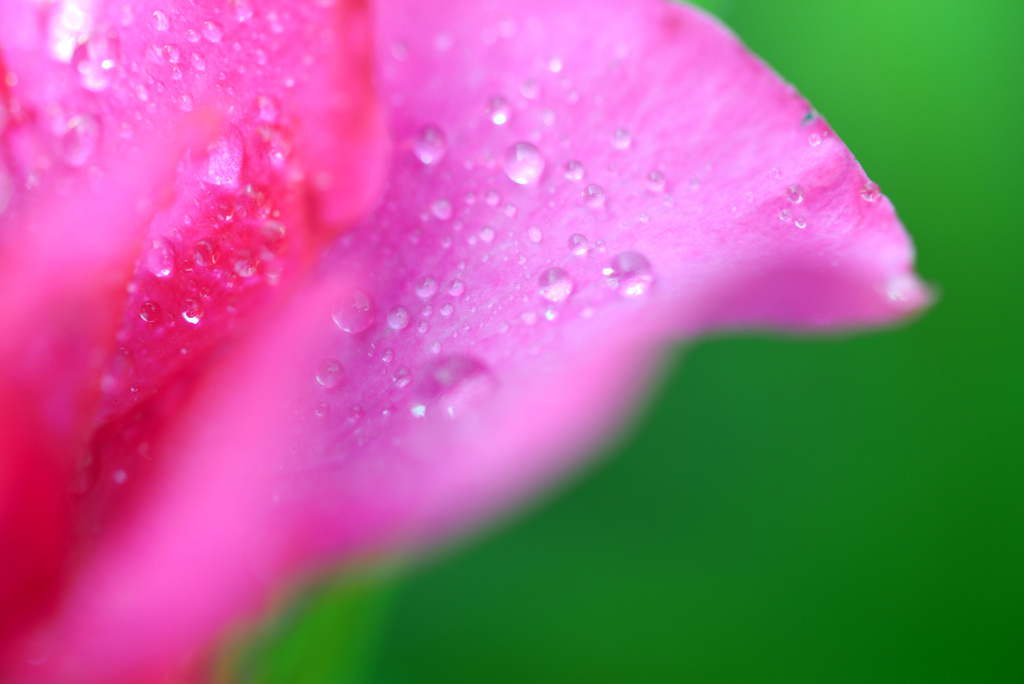 雨の後