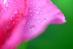 雨の後