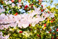 桜と椿