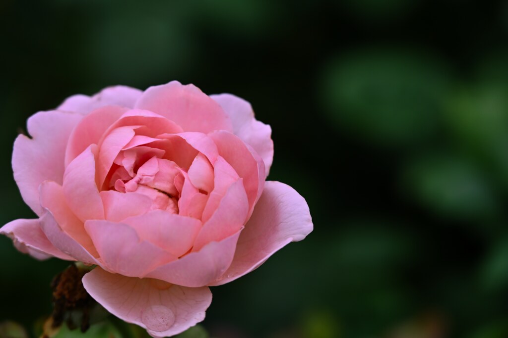 gardenrose