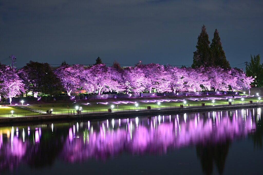 秋の桜並木　ライトアップ