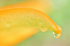 花びら