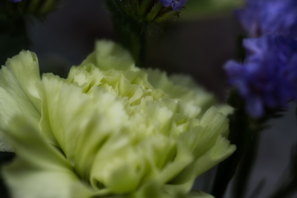 Green carnation