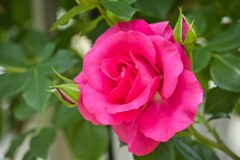 薔薇