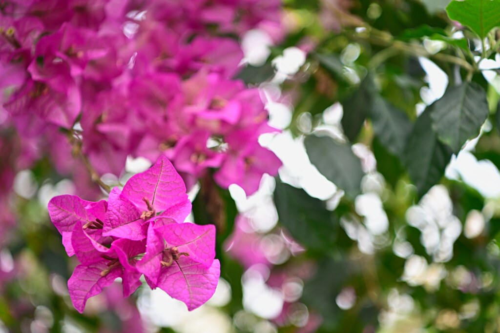 ブーゲンビリア