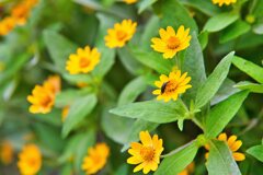 メランポジウム