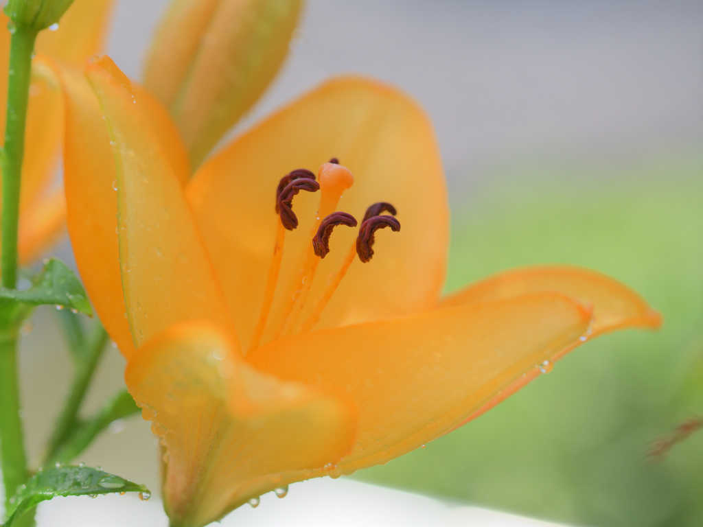 何色の花？・・・こんな花