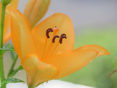 何色の花？・・・こんな花
