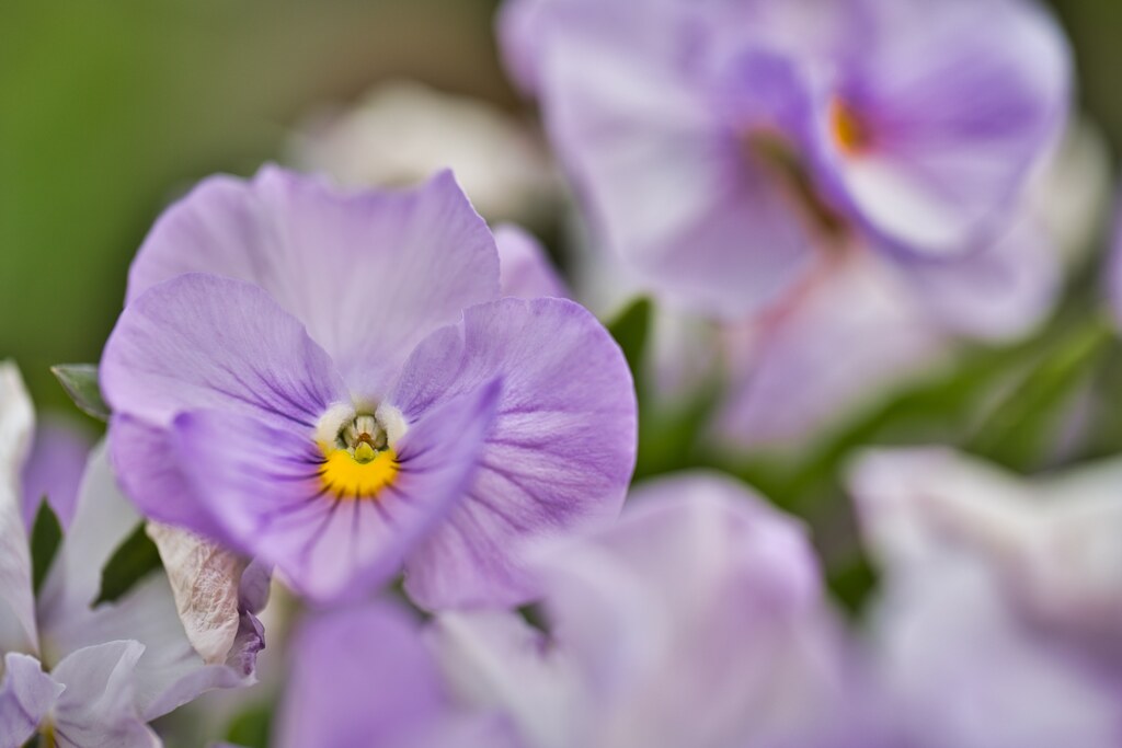 薄紫の花