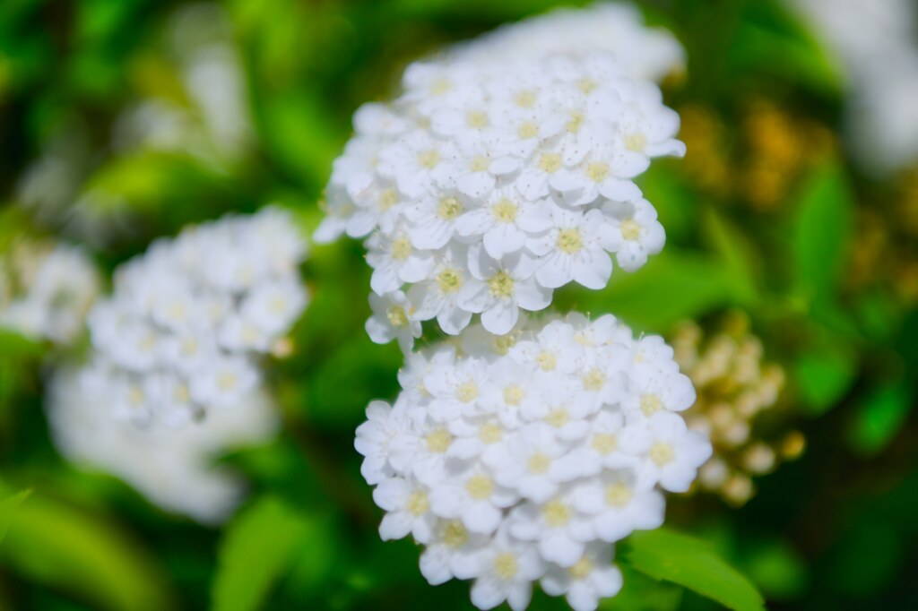 コデマリの花