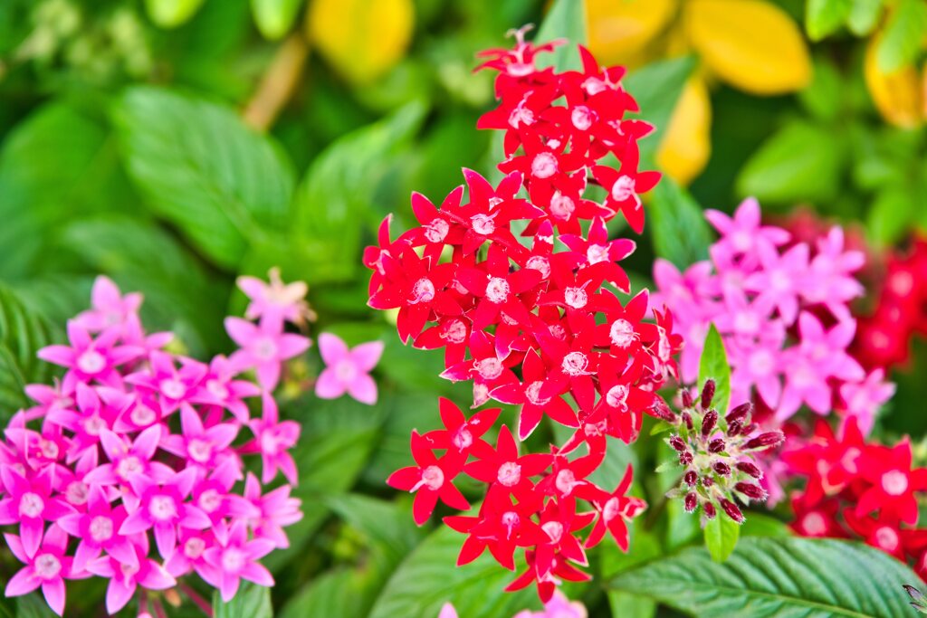 RED&PINK　ペンタス