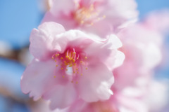 花巡り
