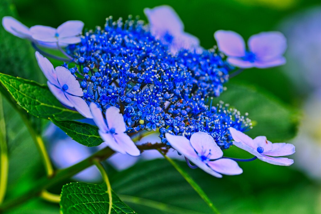 紫陽花のあお