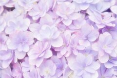 紫陽花