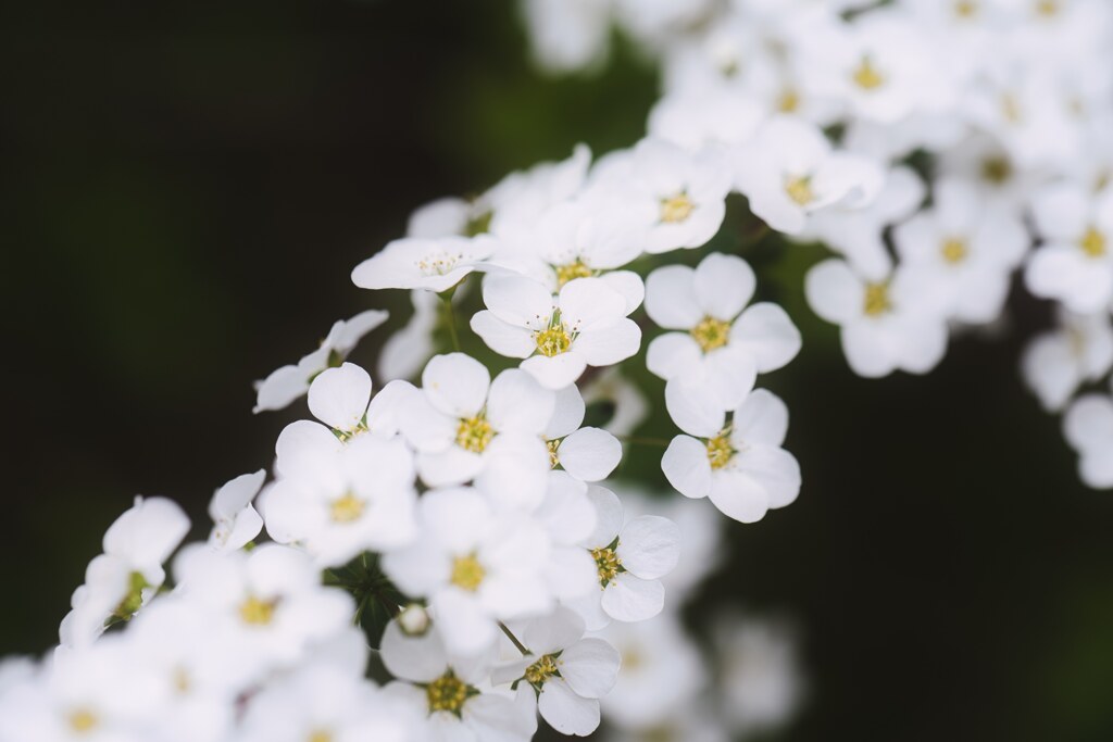 小米桜