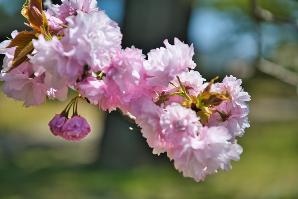 諏訪の桜☆
