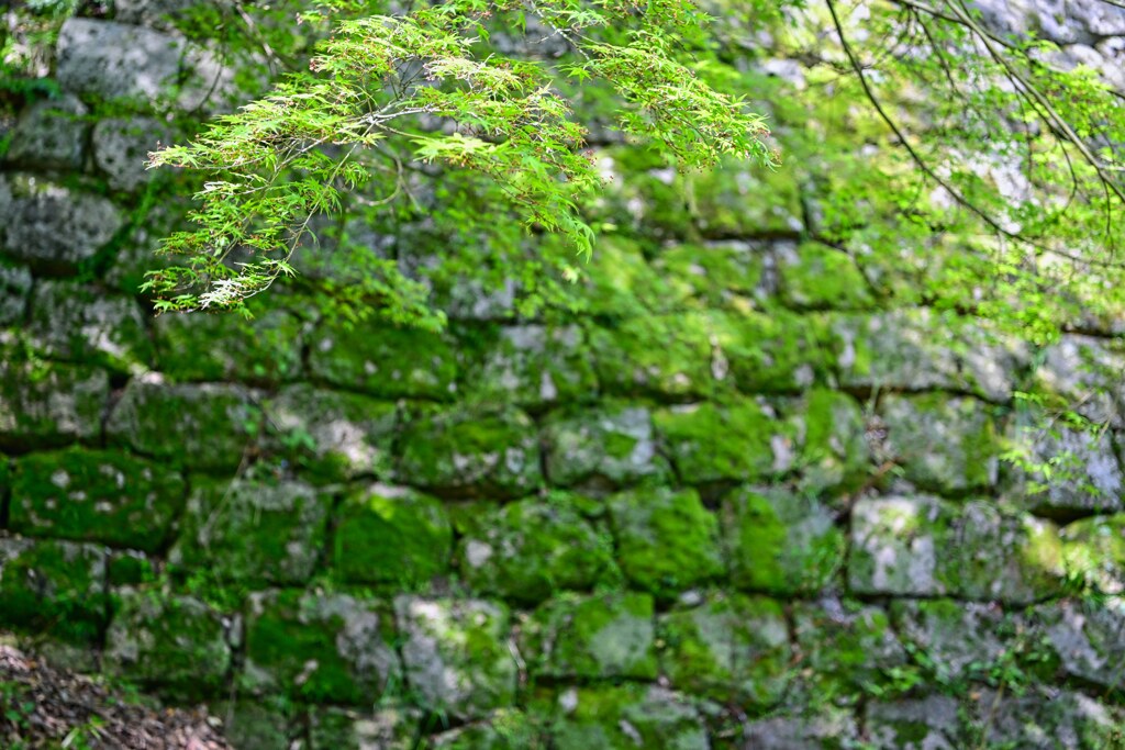 苔むす　丸亀城