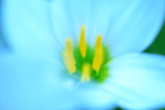 花粉☆
