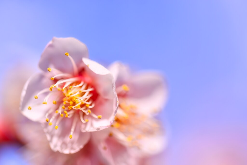 桜時☆